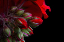 Close, cropped view of cluster of buds and single, open flower of Pelargonium cultivar.