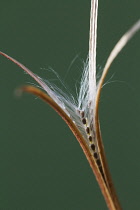 Upright seed pod of Broadleaved willowherb, Epilobium montanum, split open to reveal seeds and fine, white hairs which aid wind dispersal.