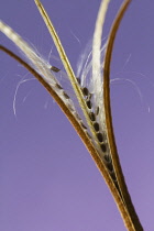 Upright seed pod of Broadleaved willowherb, Epilobium montanum, split open to reveal seeds and fine, white hairs which aid wind dispersal.