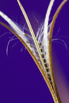 Upright seed pod of Broadleaved willowherb, Epilobium montanum, split open to reveal seeds and fine, white hairs which aid wind dispersal.