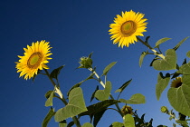France, Provence Cote d'Azur, Angled view of sunflowers against a clear blue sky in a field near the village of Rognes