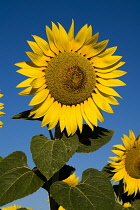 France, Provence Cote d'Azur, Yellow sunflowers against clear blue sky in a field near the village of Rognes.