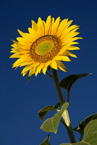 France, Provence Cote d'Azur, Yellow sunflower against clear blue sky in a field near the village of Rognes.