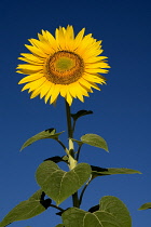 France, Provence Cote d'Azur, Yellow sunflower against clear blue sky in a field near the village of Rognes.