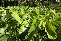 West Indies, Windward Islands, Grenada, Callaloo crop growing beside banana trees in the countryside of St John parish