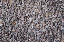 West Indies, Windward Islands, Grenada, Cocoa beans drying in the sun at Dougaldston Estate plantation in St John parish.