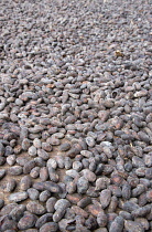 West Indies, Windward Islands, Grenada, Cocoa beans drying in the sun at Dougaldston Estate plantation in St John parish.