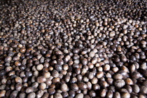 West Indies, Windward Islands, Grenada, Nutmegs drying on racks in the Gouyave Nutmeg Processing factory.