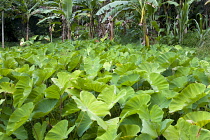 West Indies, Windward Islands, Grenada, Callaloo crop growing beside banana trees in the countryside of St John parish