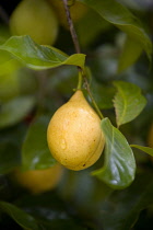 West Indies, Windward Islands, Grenada, Yellow nutmeg fruit growing on a tree with water droplet running over surface of skin.