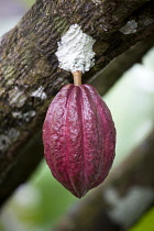 West Indies, Windward Islands, Grenada, Unripe purple cocoa pod growing from the branch of a cocoa tree.