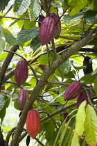 West Indies, Windward Islands, Grenada, Unripe purple and ripening orange cocoa pods growing from the branch of a cocoa tree.