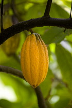 West Indies, Windward Islands, Grenada, Ripe yellow cocoa pod growing from the branch of a cocoa tree.