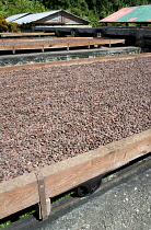 West Indies, Windward Islands, Grenada, Cocoa beans drying in the sun on retractable racks under the drying sheds at Belmont Estate plantation in St Patrick parish.