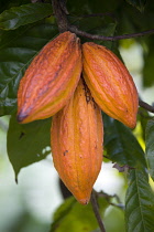 West Indies, Windward Isalnds, Grenada, Three ripening orange cocoa pods growing in a group from the branch of a cocoa tree.