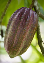 West Indies, Windward Islands, Grenada, Unripe purple cocoa pod growing from the branch of a cocoa tree.