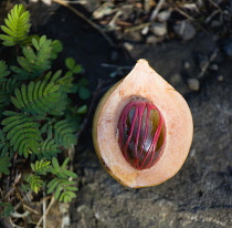 West Indies, Windward Islands, Grenada, Nutmeg fruit showing red mace around the nutmeg nut.