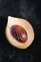 West Indies, Windward Islands, Grenada, Nutmeg fruit showing red mace around the nutmeg nut.