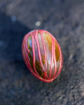 West Indies, Windward Islands, Grenada, Nutmeg nut wrapped in red mace.