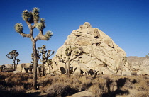 USA, California, Joshua Tree National Park,  Joshua trees, Yucca brevifolia in barren landscape with domed rock formation behind.