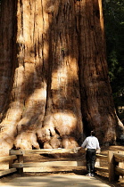 Man standing at foot of huge trunk of Redwood, Sequoia sempervirens looking upwards.