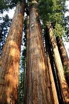 Tall, columnar trunks of Redwood, Sequoia sempervirens with rugged, red bark.