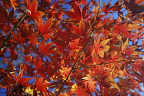 Red and orange leaves of Japanese maple in Autumn against blue sky.