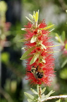 Bee on clustered flowers of Callistemon cultivar with profusion of protruding stamens giving a resemblance to a bottlebrush.
