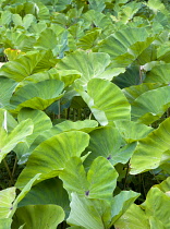 West Indies, Grenada, St John, Detail of lush, green leaves of Yautia or Callaloo crop.
