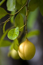 West Indies, Grenada, St John, Fruit of nutmeg fruit growing on tree and approaching full ripeness.