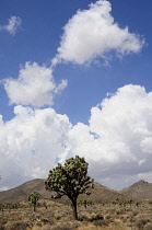 USA, California, Joshua Tree National Park, Joshua trees, Yucca brevifolia, in barren landscape with dramatic cloud formations in blue sky above.