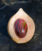 West Indies, Grenada, St Georges, Nutmeg in the fruit showing the red mace.