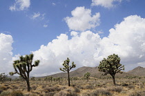 USA, California, Joshua Tree National Park, Joshua trees, Yucca brevifolia, in barren landscape with dramatic cloud formations in blue sky above.