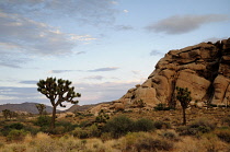 USA, California, Joshua Tree National Park, Joshua tree, Yucca brevifolia beside boulder outcrop in dry, rocky landscape.