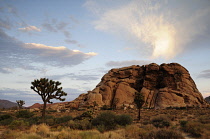 USA, California, Joshua Tree National Park, Joshua tree, Yucca brevifolia beside boulder outcrop in dry, rocky landscape with sun diffused through cloud.