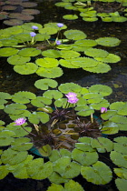 China, Hong Kong, Kowloon, Diamond Hill, Nan Lian Gardens.Pink and blue flowers with floating, green lily pads in Temple grounds.