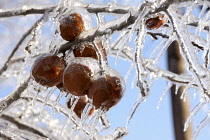 USA, New Hampshire, Apples encased in ice after winter ice storm.