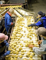 Canada, Alberta, Chin, Sorting FL 1879 potatoes on conveyer belt for transport to potato plant for production of crispsMexican Mennonite worker in headscarf