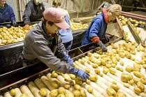 Canada, Alberta, Chin, Workers sorting FL 1879 potatoes on conveyer belt for transport to potato plant for production of crisps.