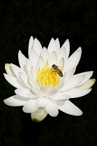 USA, Georgia, Savannah, Bee on yellow centre of Water lily, Nymphaea alba, encircled by white petals.