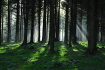 Ireland, County Monaghan, Rossmore Forest Park, Winter sun rays shining through part silhouetted conifer trees.