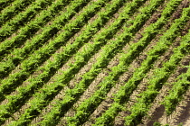 Italy, Tuscany, Montalcino, Val D'Orcia Brunello wine vineyard on the slopes of the hilltown. Angled shot of vine trellises.