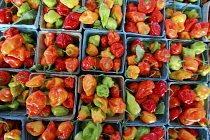USA, New York, Rochester, Cartons of colorful red, orange, green and yellow chilli peppers for sale at the Public Market.