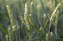 England, West Sussex, Henfield, Ears of Wheat growing in field.