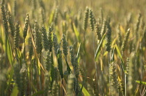 England, West Sussex, Henfield, Wheatfield.