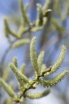 England, Salix cultivar, Willow catkins on a tree in early spring.