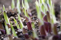 Hosta shoots emerging from ground in early spring in an English garden.