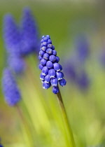 Grape hyacinth, Muscari armeniacum in early spring growing in an English garden. Flower spike with cluster of small flowers having the appearance of an inverted bunch of grapes.