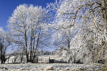 Ireland, County Sligo, Markree Castle Hotel, Trees covered in hoar frost.