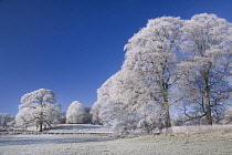 Ireland, County Sligo, Markree Castle Hotel, Trees covered in hoar frost.